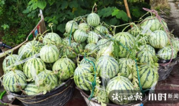 苏州吃瓜爆料是真的吗,真相揭秘，是真是假？