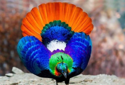 九色PORNY丨国产精品,国产精品的视觉盛宴